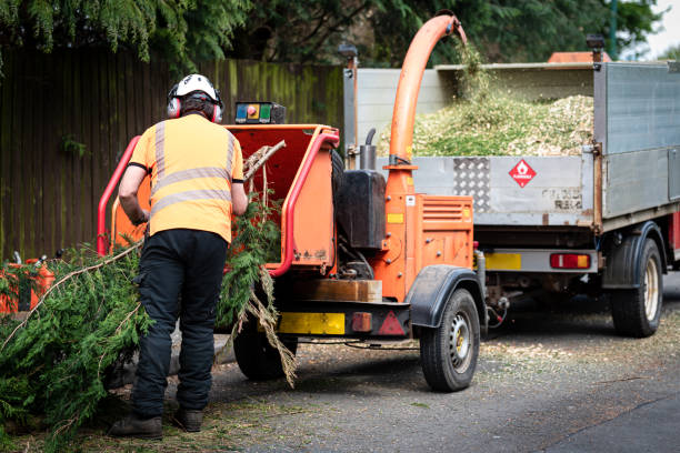 Best Tree Risk Assessment  in Marion, TX