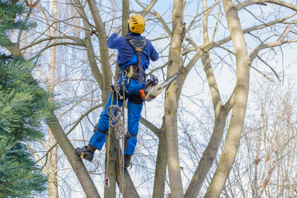 Reliable Marion, TX Tree Removal Solutions