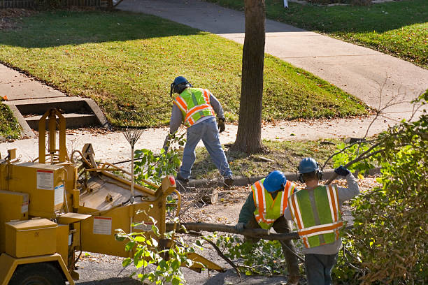 Best Tree Mulching  in Marion, TX