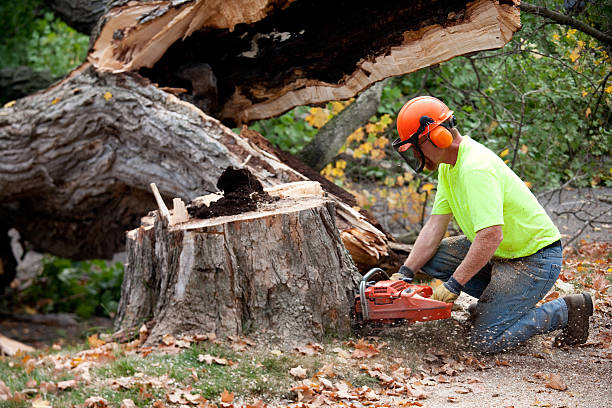 How Our Tree Care Process Works  in  Marion, TX